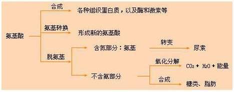 研究人员|乙肝相关HCC生理学机制，三种氨基酸促风险，失调代谢型起作用