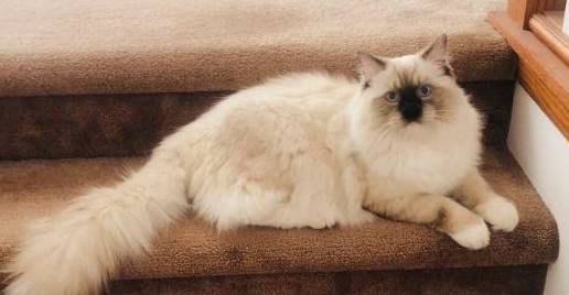 「送养」布偶猫,蓝猫,拉布拉多
