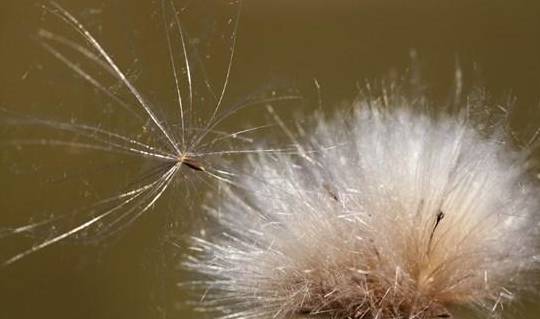 婆婆丁学名叫蒲公英吗 843d2db55797477ea549bf5e2385de98.jpeg