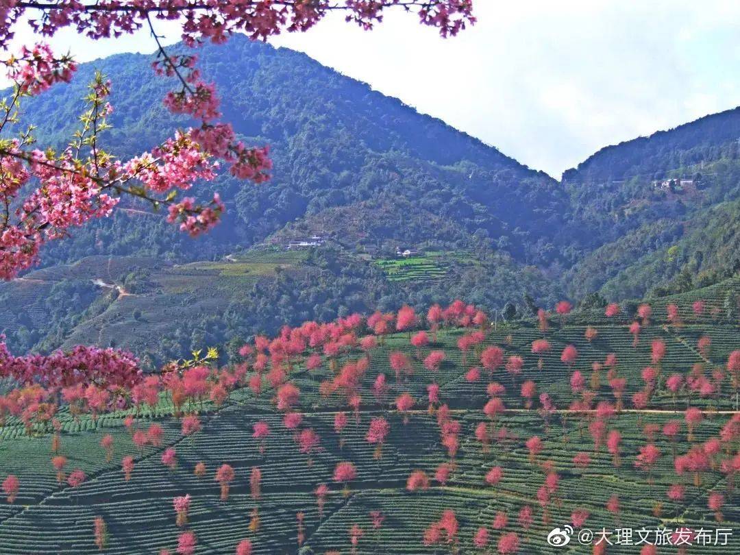 去看南涧无量山樱花谷的樱花 去看冰雪中傲然绽放甲天下的山茶花