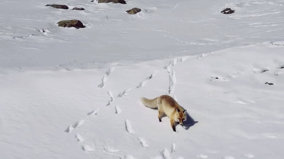 狐狸在雪中优雅散步,妖娆身姿与雪地相映,画面简直不要太美_手机搜狐