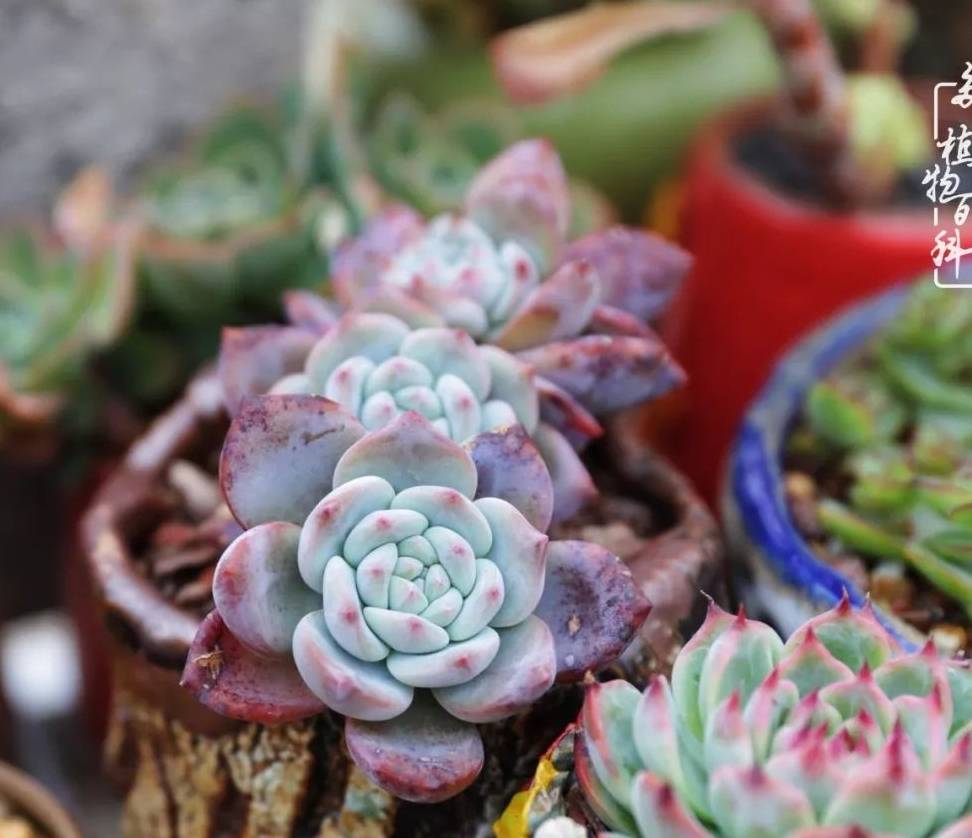 多肉怎么养越养越大 1d1f86c9affa4a21aab25472681da07c.jpeg