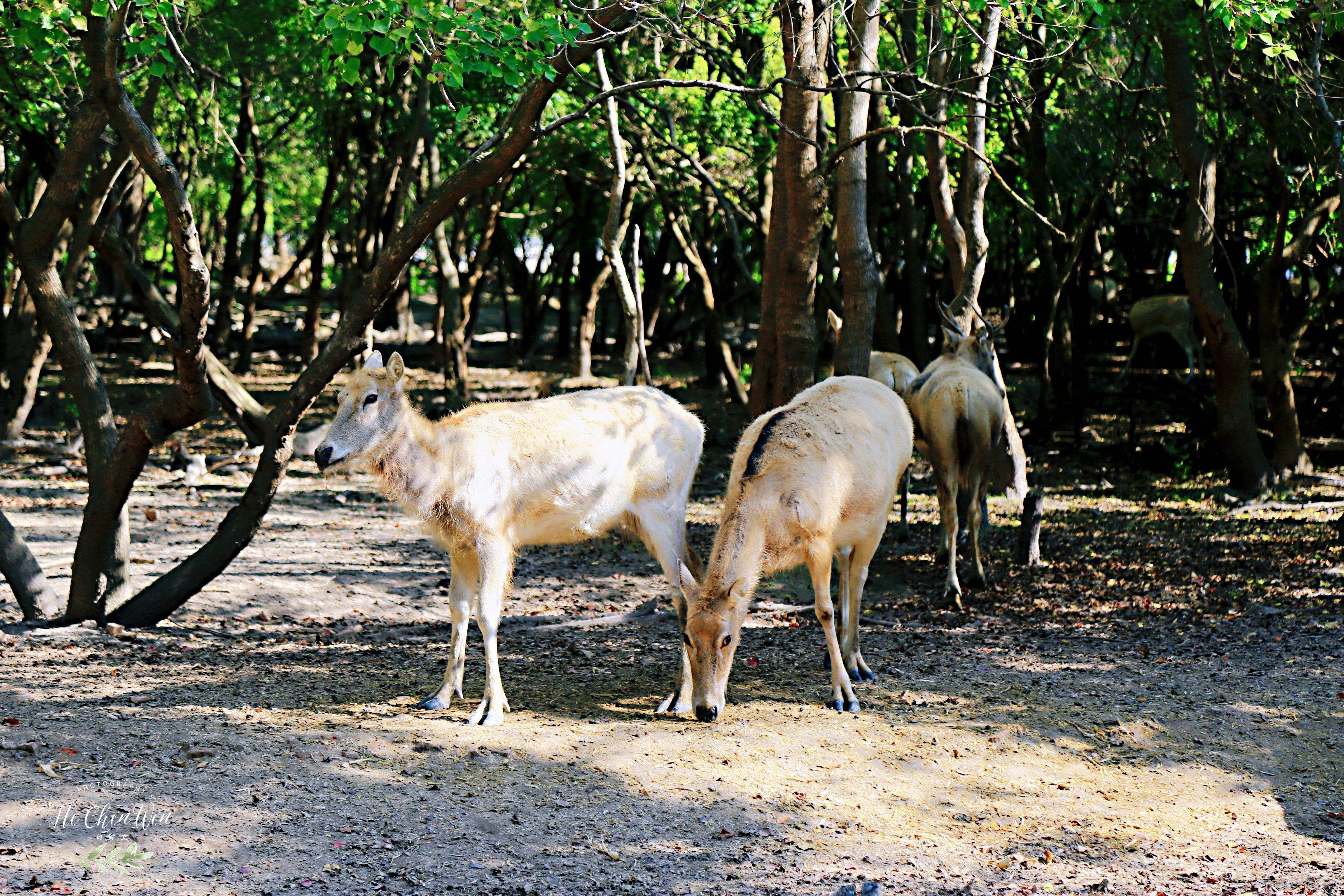 世界最大的麋鹿自然保护区，有着世界最多的野生麋鹿，你来过吗？_因为