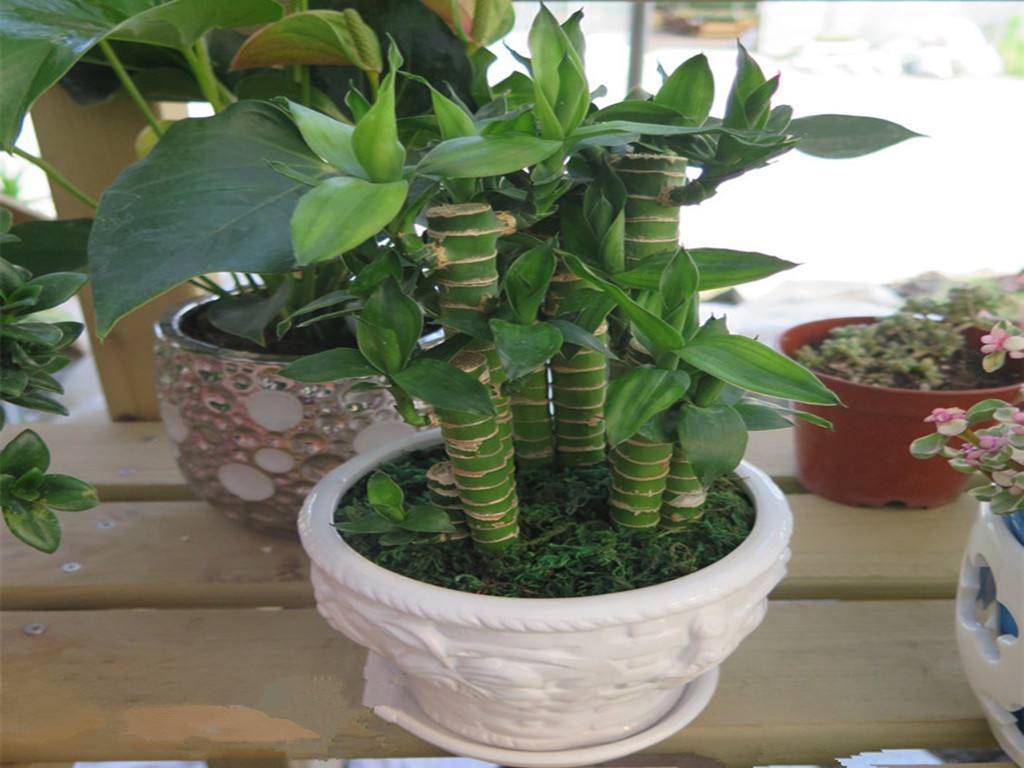 富贵竹几颗 689d887a53764108a1aaefc5144c23ca.jpeg