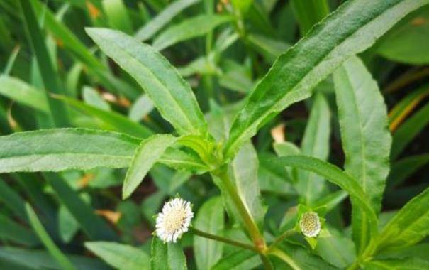 野葵花,别名:鳢肠,别称:乌田草,墨旱莲,旱莲草,墨水草,乌心草,黑墨草