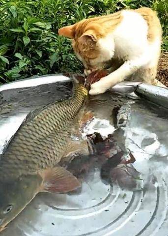 小猫咪想吃偷吃鱼,无奈鱼个头太大,猫咪:吃不着肉,就闻闻鱼香