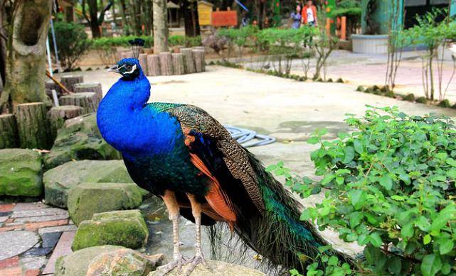 辽林gdp_中国gdp增长图(2)