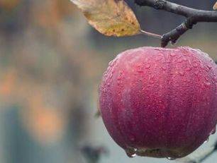 几个月可以自己吃苹果 5e875d308f384a9383a7b1474540a9d2.jpeg