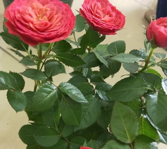 月季怎么浇水施肥 69e1f77139be4de1becba044cd76528f.jpeg