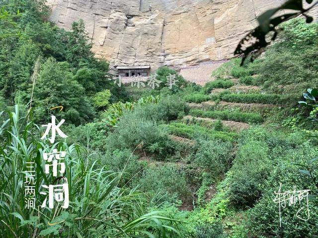 云南茶农人口_云南茶农采茶图