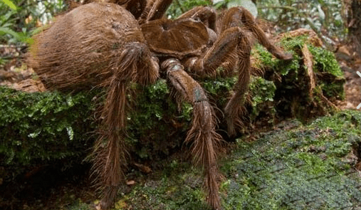 恐怖的巨骆驼蜘蛛,究竟有何神通?