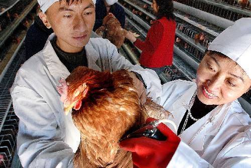 肉鸡|猪肉价格涨，鸡肉价格跌，究竟发生什么？