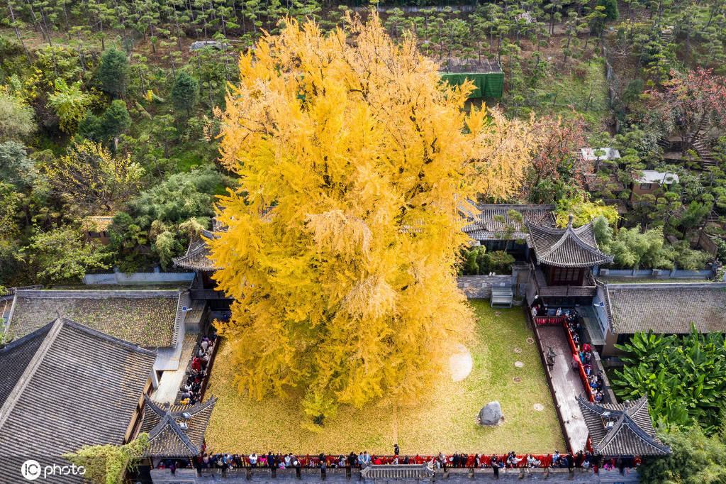 西安网红千年银杏进入最佳观赏期,树叶已经全黄,树下也铺满了厚厚的一