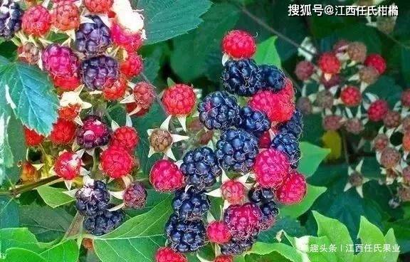 这35种乡村野果都是小时候的回忆,吃过10种以上的是快乐农村娃