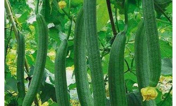 丝瓜的功效与作用害处 52a96097007847e79332c6a580eebfee.jpeg