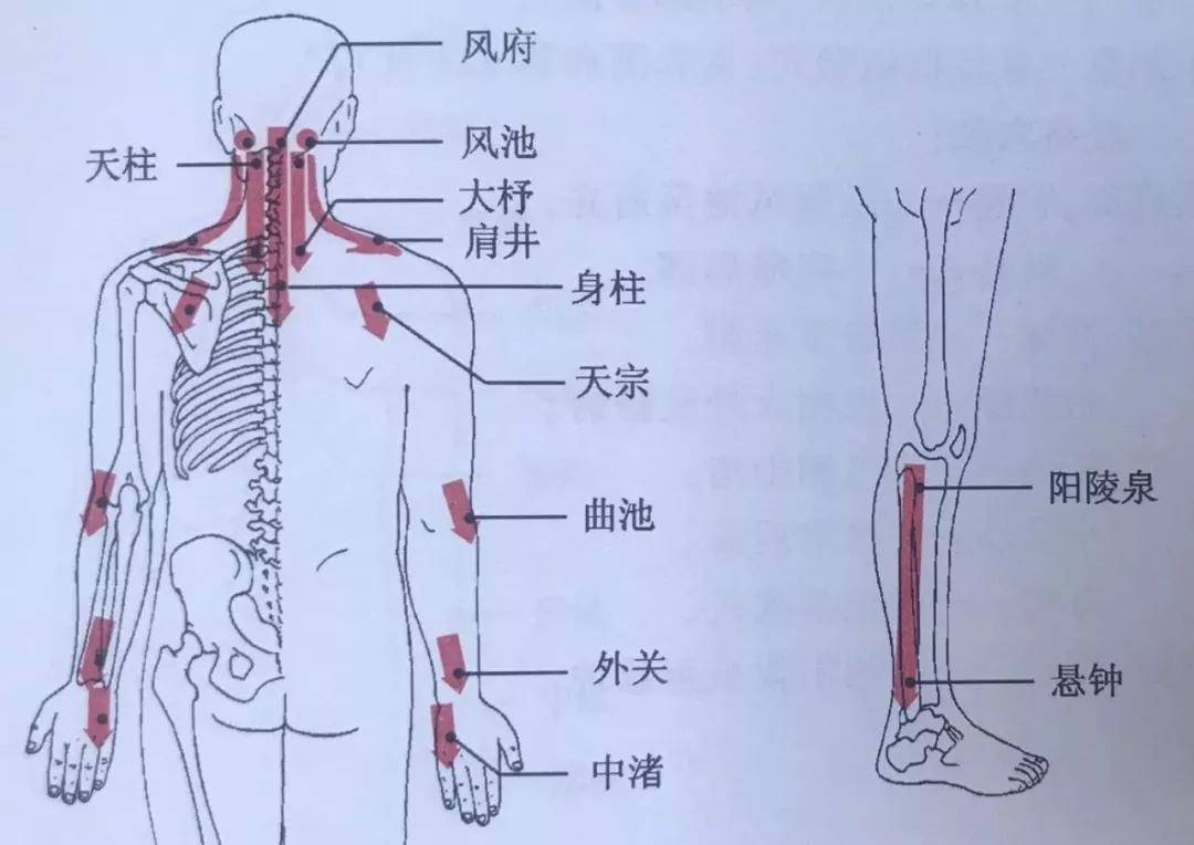 颈肩疼痛竟会拉低颜值?刮痧来改善