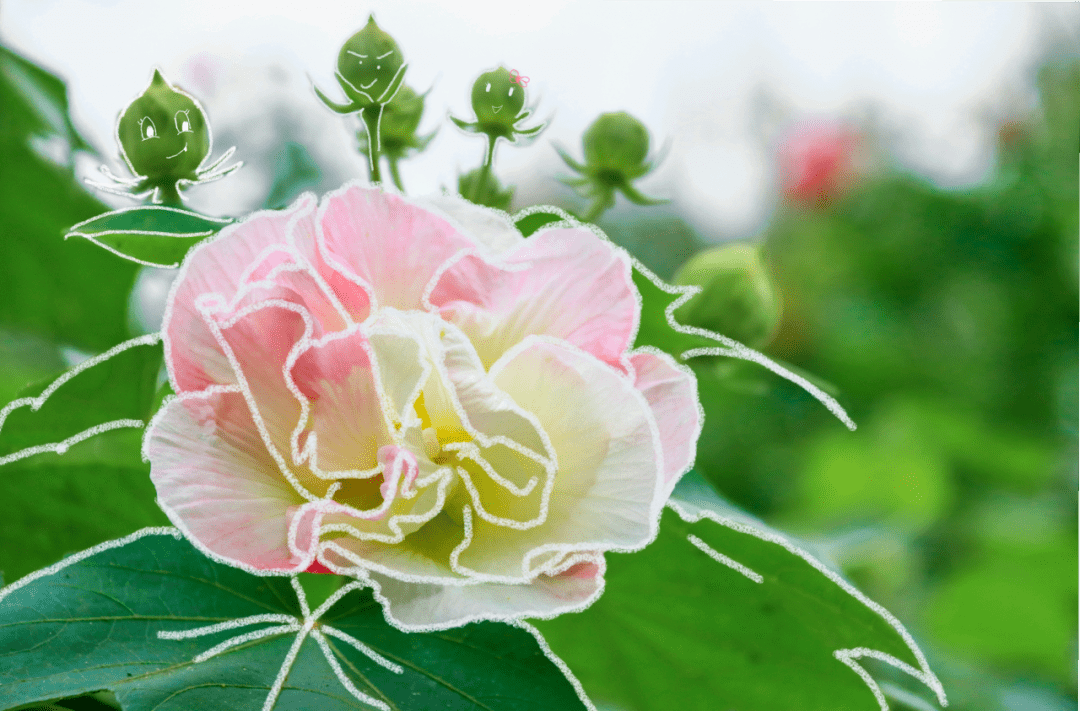 映像青白江丨芙蓉花一开好运自然来