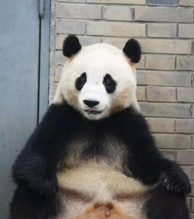 更有人搬出来来了一张霸气的熊猫照片,嗯,这只熊真的社会,惹不起