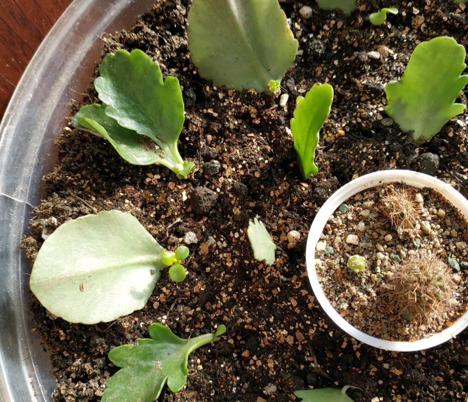 多肉叶插只生根不发芽一直长下去 06d4f72d17a0484695ab8bd2d12ac099.jpeg