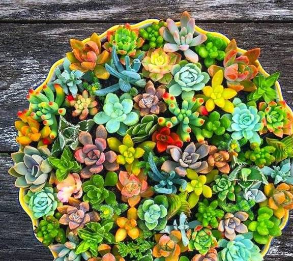 多肉怎么控水控肥 08bb616ad8174f3f95ea1e50f38c1fbc.jpeg