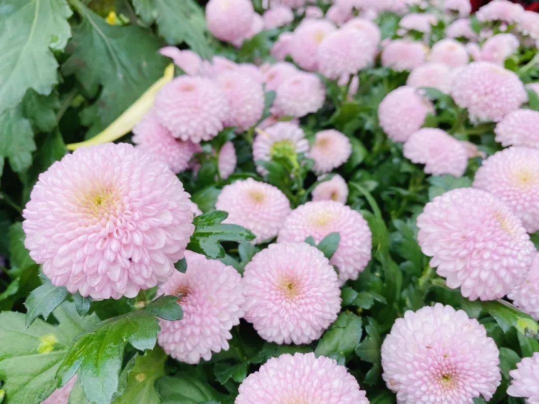重庆最大菊花展来了2000000盆菊花免费赏轻轨直达耍1天
