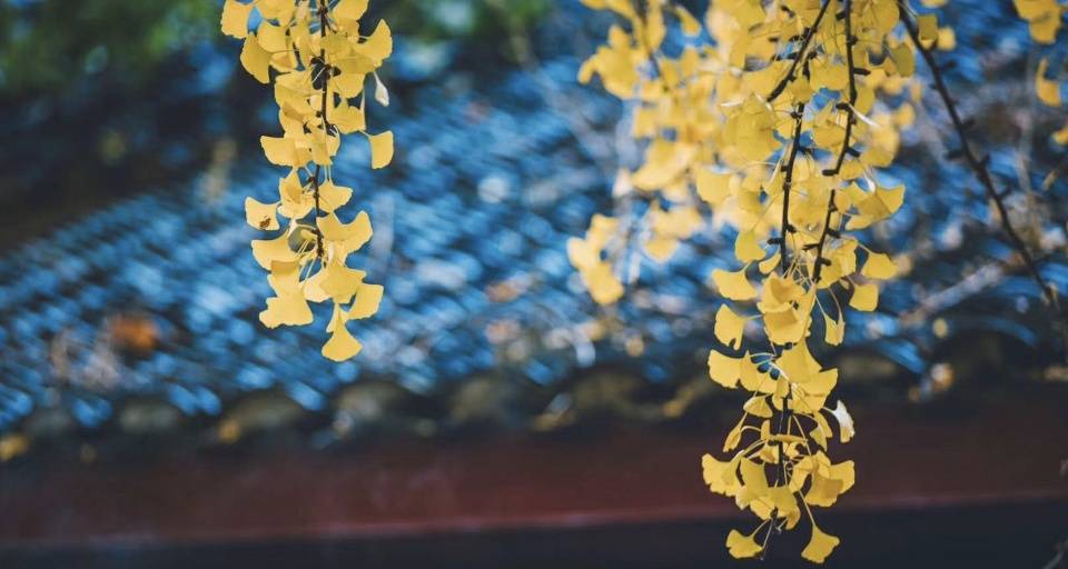 霸屏！寿县的两棵千年银杏，又到了一年最美的季节，错过再等一年_禅寺