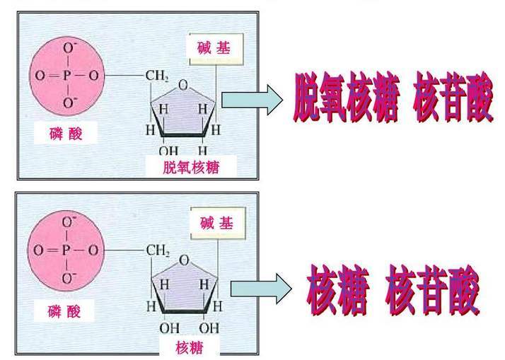 组装|乙肝在研新药两项靶点，核糖核酸酶H或核心抑制剂，详解作用机制