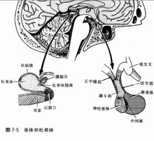 人体八大腺体之脑垂体and松果体