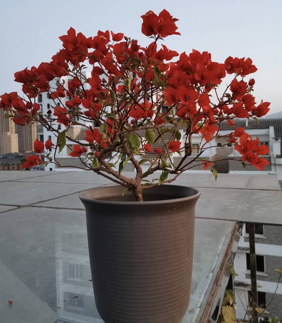 精品三角梅老桩盆栽 43fa24b4f78443aeb95be90e035f1163.jpeg