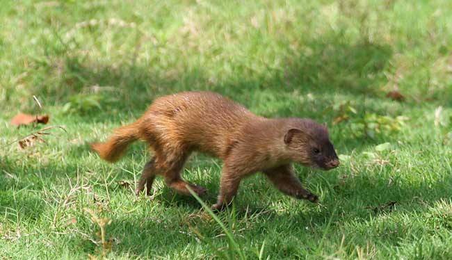 黄鼠狼觅食 打一成语 猜一字_黄鼠狼(2)