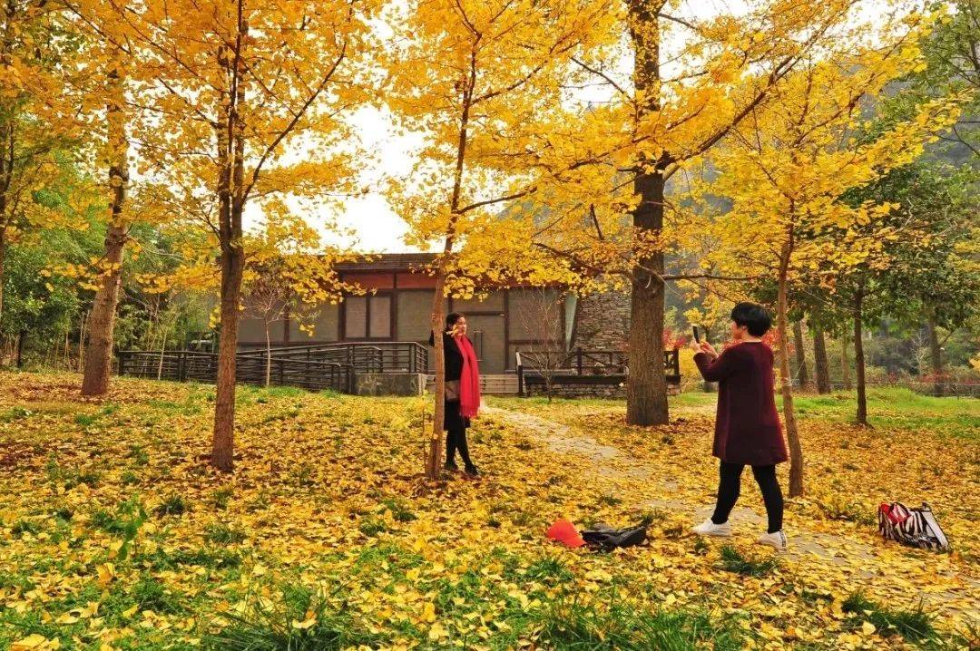 武汉什么时候有银杏叶 00a6a20210184ac2bb4c4c34e903d32a.jpeg