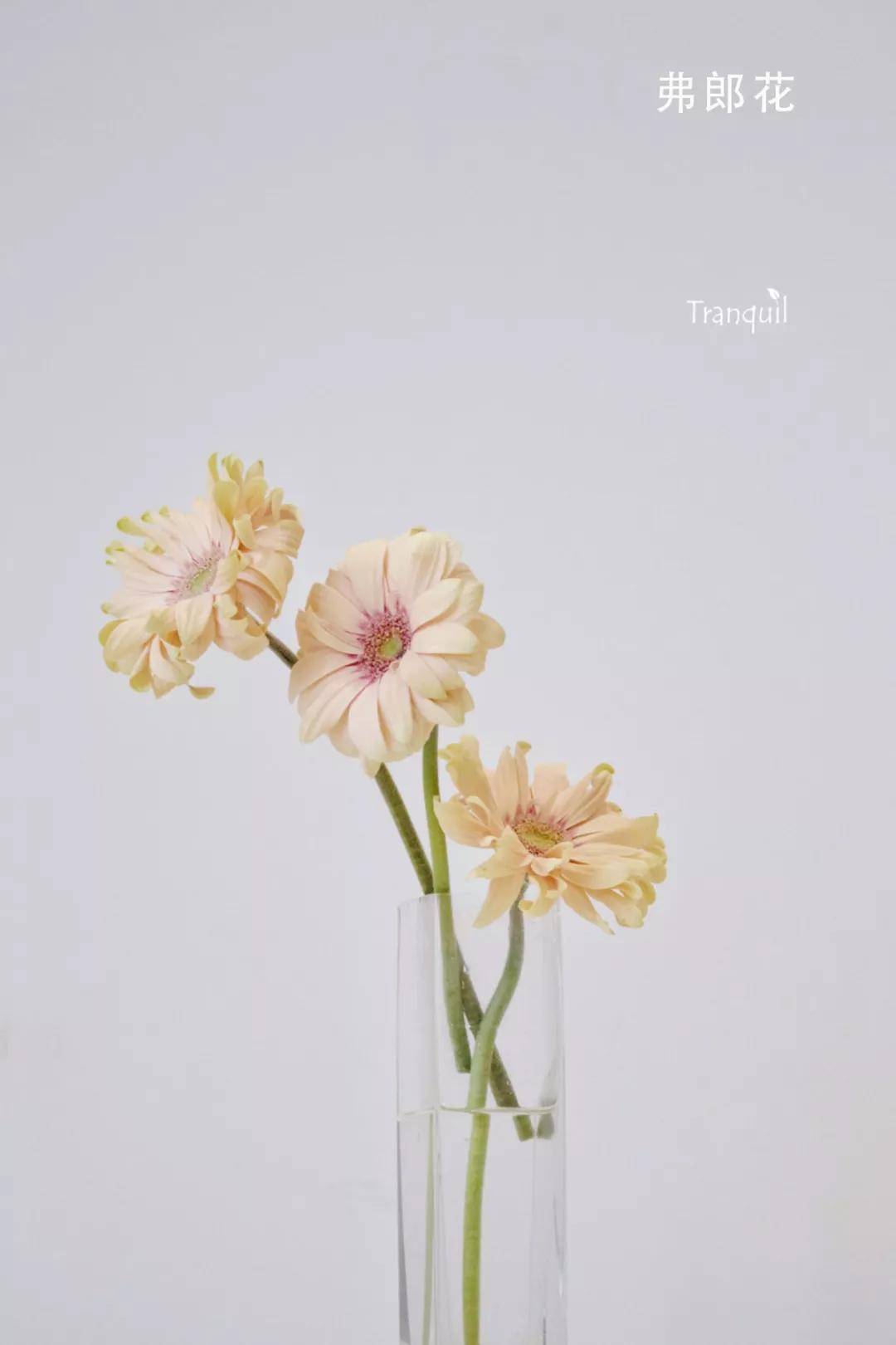 弗朗花