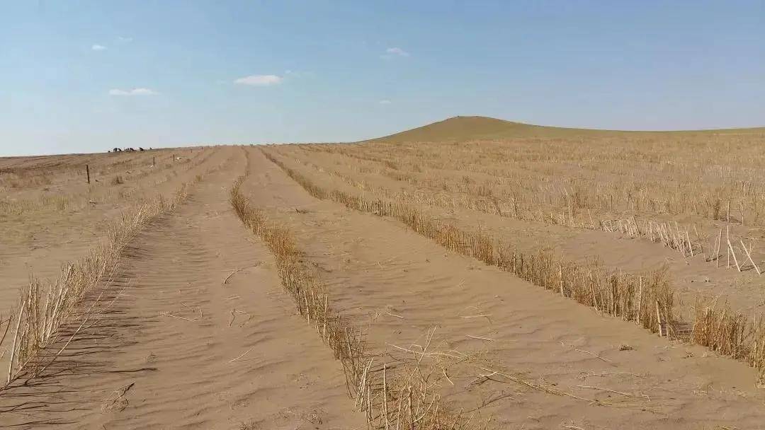 采用天然草地改良 人工草地建植相结合的综合治理措施 敕勒川草原