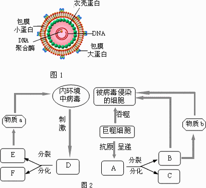 细胞|乙肝在研新药免疫疗法，难度高于其他药物，两大分支先天性适应性