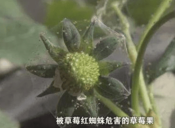 草莓红蜘蛛爆发季,掌握方法事半功倍!河南宝然生物科技