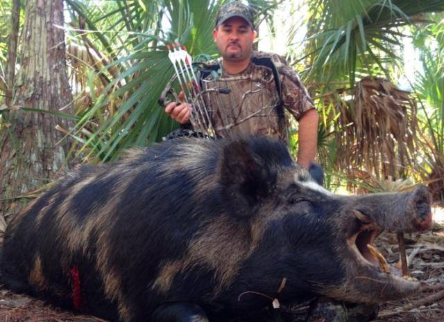 美國野豬泛濫成災，為何人們不大規模的捕殺用來制作美食？