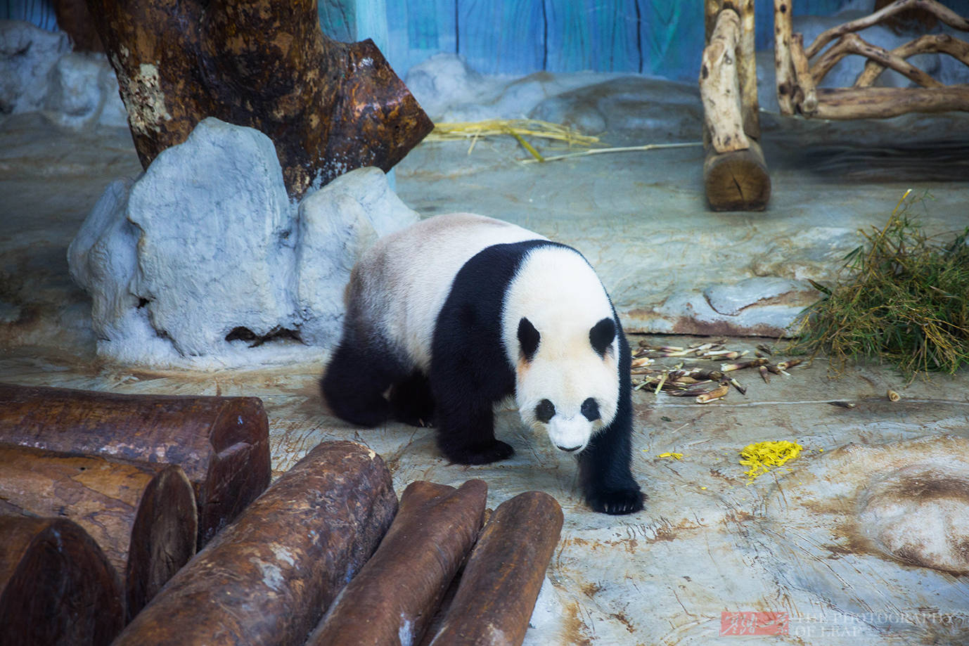 你知道中国最可爱的大熊猫在哪吗？说出来你都不信，它在海南岛(图5)