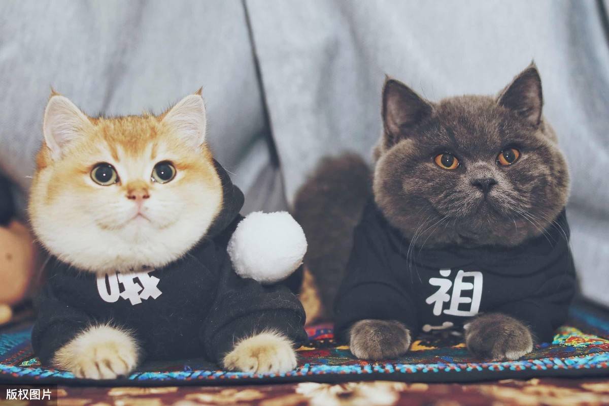 猫排名智商排名_狗狗智商排名(2)