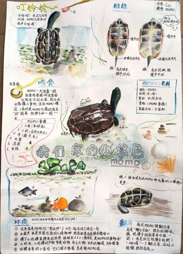 第四届浙江省中小学生自然笔记大赛获奖作品出炉仙居榜上有名