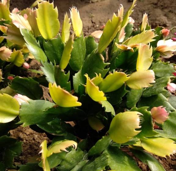 蟹爪兰浇水方法视频 fc921d201585404ab1fc580d50db5b27.jpeg