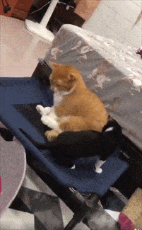 胖橘强行占床把小黑猫挤到角落边最后一脚让主人笑到扶墙走