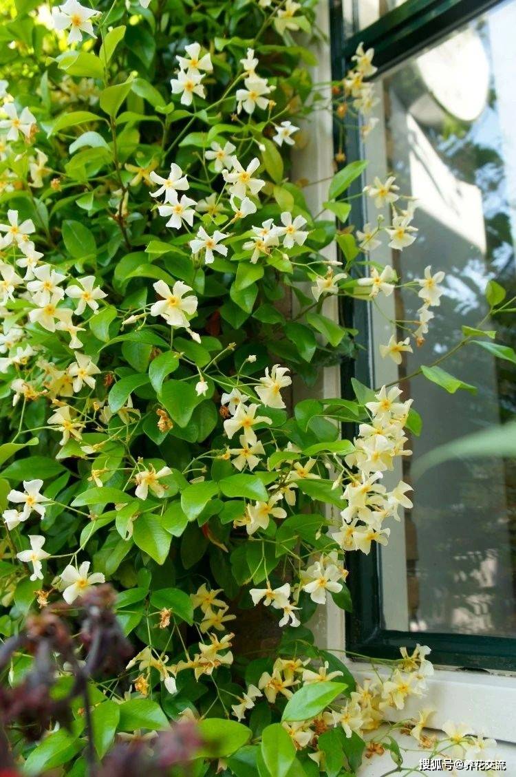 这就证明大家都挺喜欢这种爬藤花卉的,风车茉莉(络石藤)原本是一种