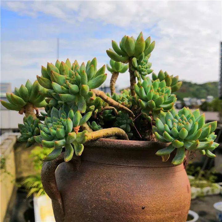 多肉种植后多久可以施肥 b6517850ab7944a493e3eb7bdb73d0c4.jpeg