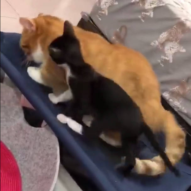 扶墙走是什么意思啊 d97522c06eb24620a56a1372dfb723e1.jpeg