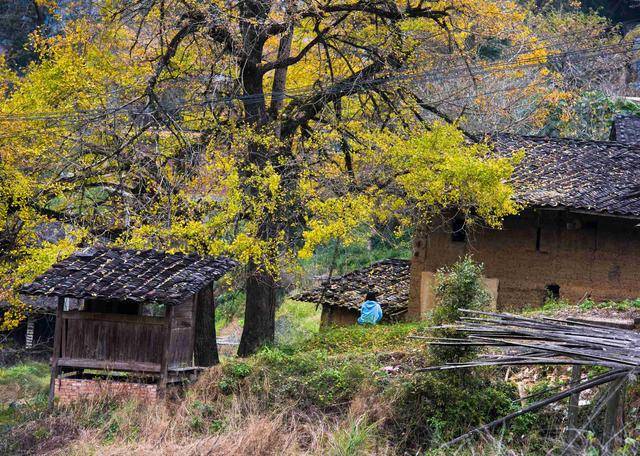 福建省摄影创作基地之一，藏在深山中，以700多年古银杏群而闻名_龙门