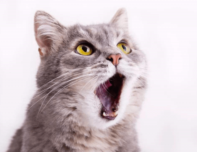 养猫答疑:猫咪口臭怎么回事,一文讲透猫咪口臭远离"重口味"