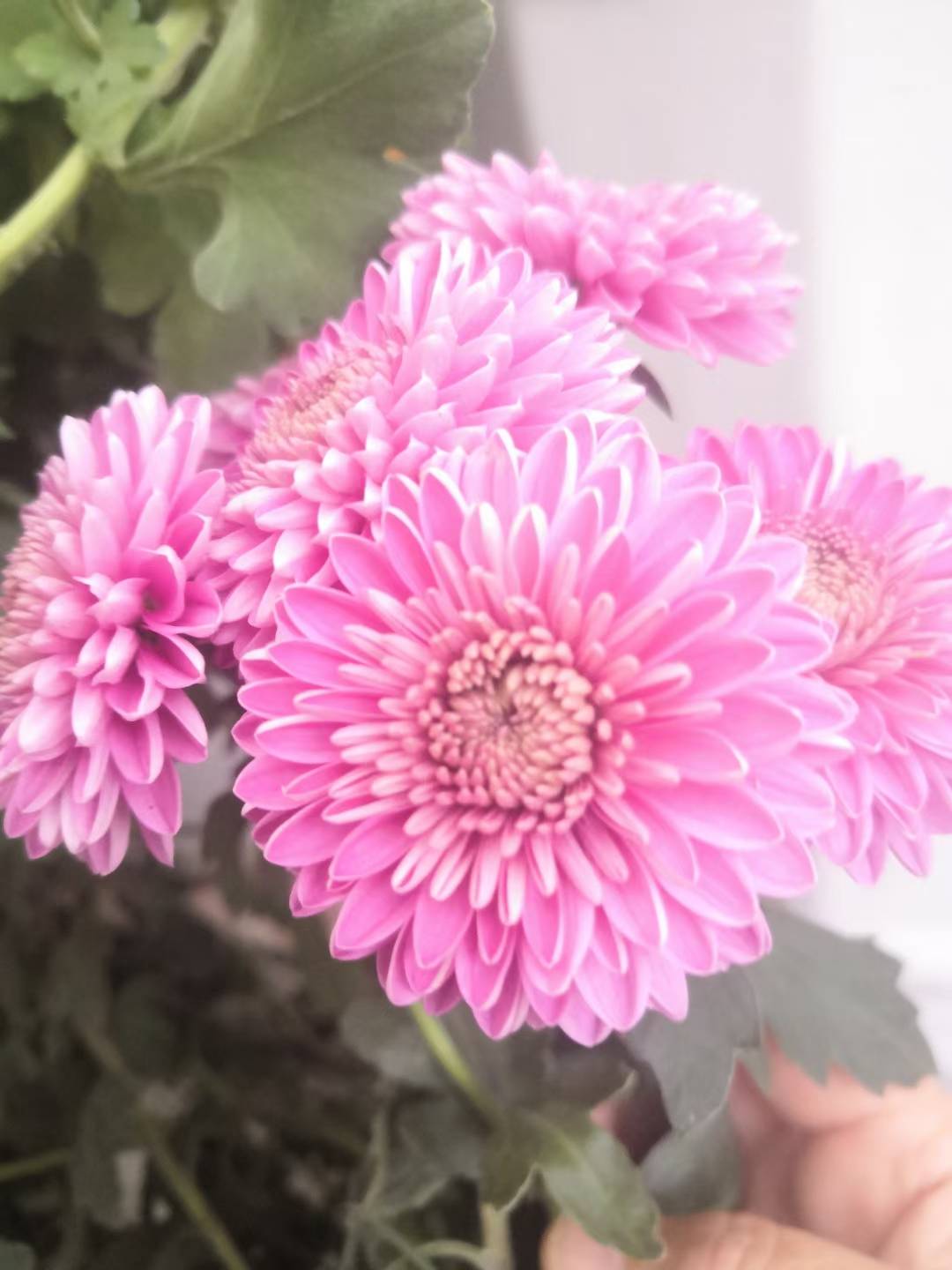 邓州|银月亮｜咏菊