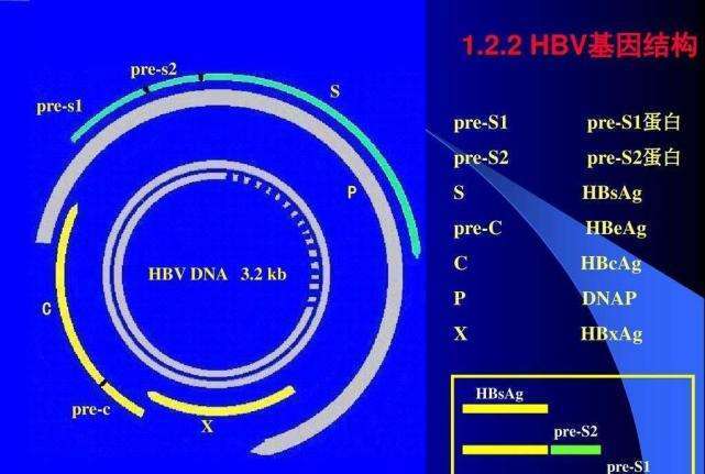 cccDNA|乙肝在研新药RNAi激活剂，成功检测已有3种，阻止转录物翻译