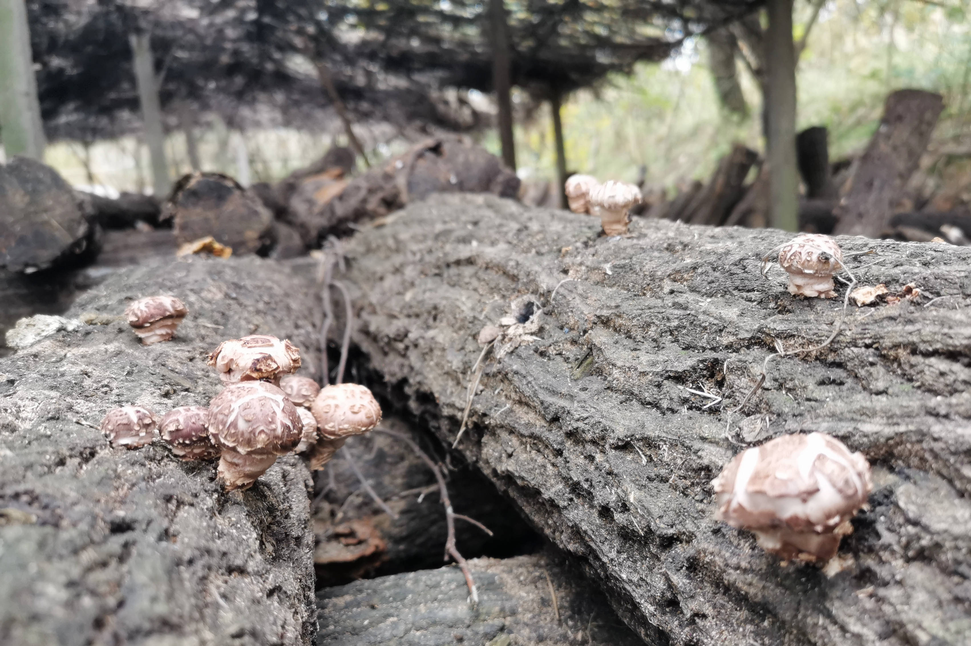 信阳深藏大山的椴木香菇最原生态的绝味山珍满满的都是回忆