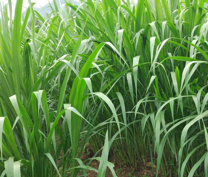 新型高蛋白牧草,亩产可达30吨的甜象草,种植一次可收割7年